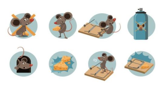 rat-away-บริการ-กำจัดหนู-ด้วยน้ำยาสมุนไพร-rat-control-service-in-Thailand-27