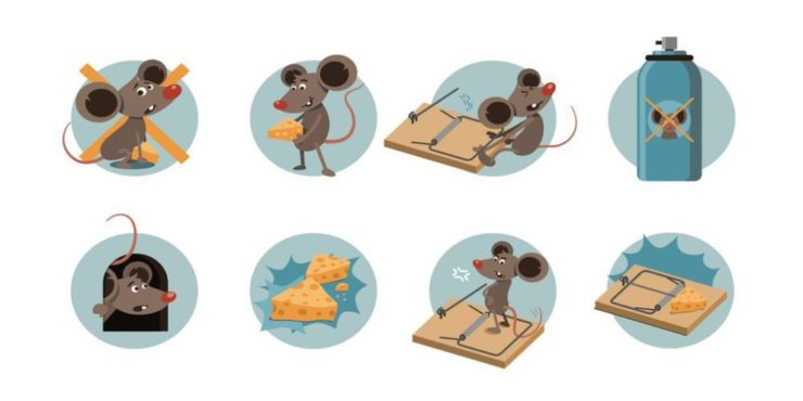 rat-away-บริการ-กำจัดหนู-ด้วยน้ำยาสมุนไพร-rat-control-service-in-Thailand-27